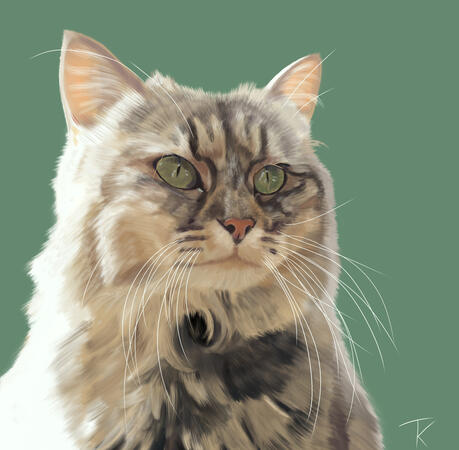 Pet portrait Pet portrait